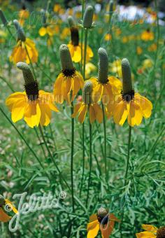 Ratibida columnifera